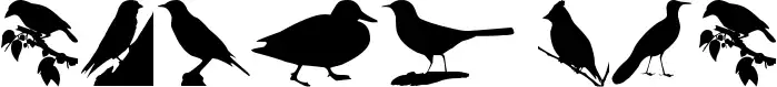 Birds TFB